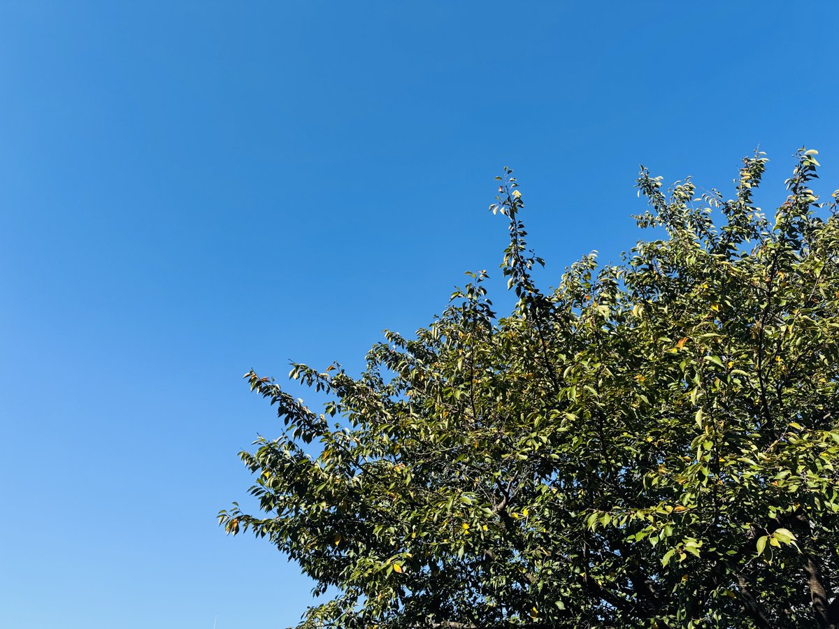 ppipiyo's tweet photo. ホントにいい天気☀️ https://t.co/lTX9ximirV