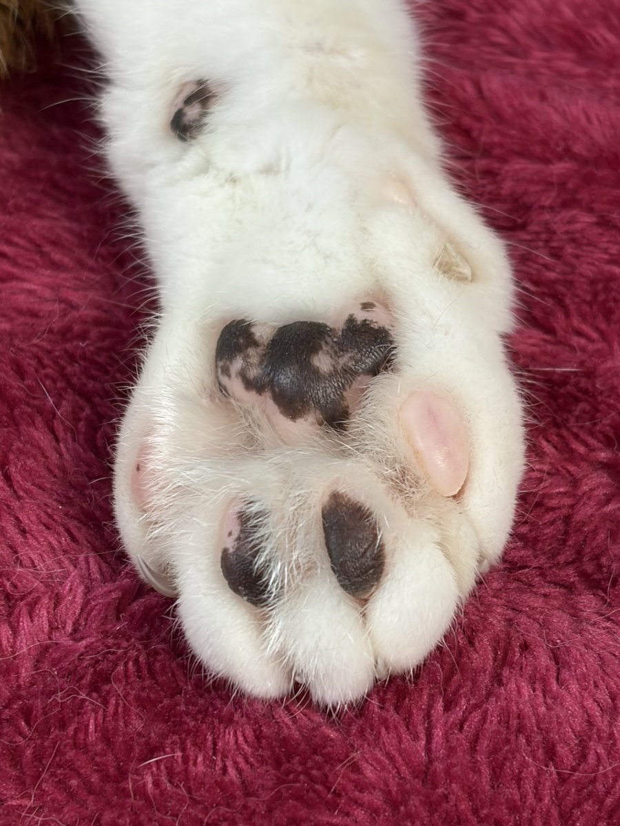 mayahime_0221's tweet photo. 眠いにゃ〜^ᴗ ̫ ᴗ^🐾💤

我が家の三毛猫みっちゃんです😊

 #猫のいる日常 https://t.co/VhPhkb4UUe