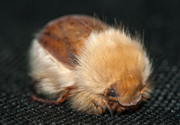 natural77384672's tweet photo. African woolly chafer beetle , a scarab beetle native to arid and semi-arid regions of southern Africa. https://t.co/7RurbqS9Ln