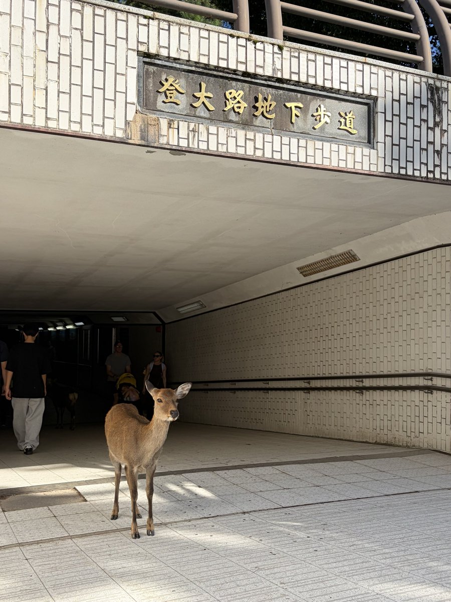 aya_nes's tweet photo. 地下道のシカ見てて面白い🦌 https://t.co/xip8AgtOMN