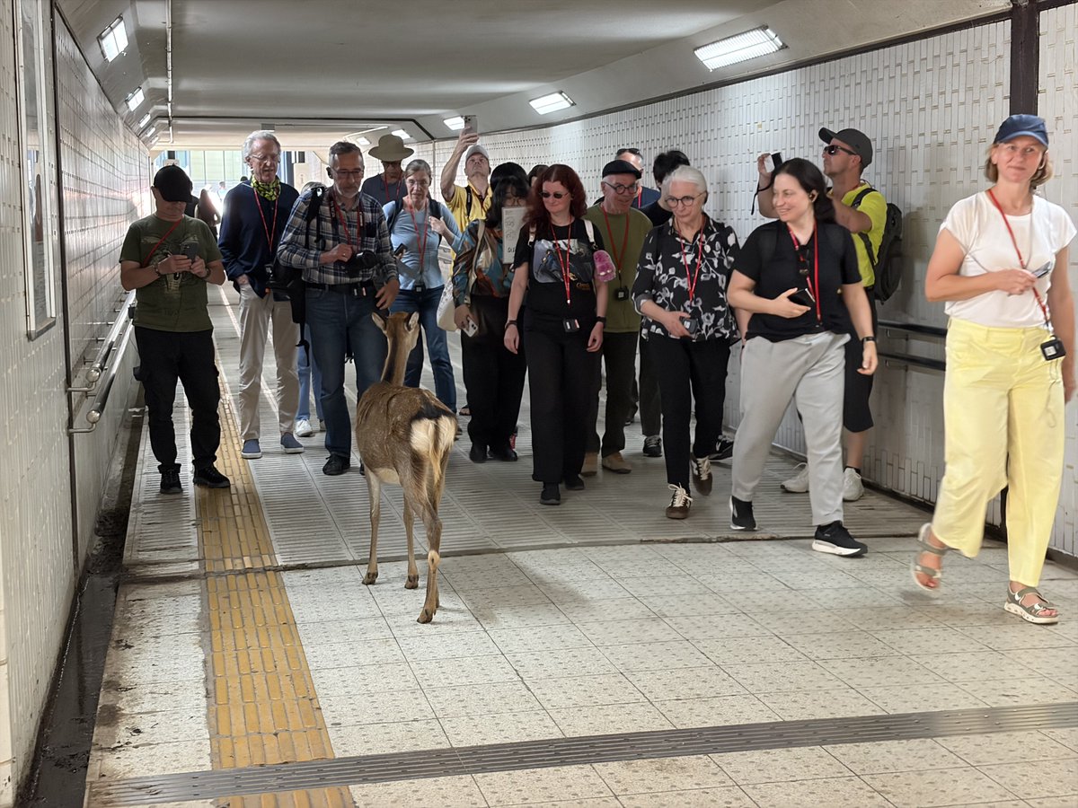 aya_nes's tweet photo. 地下道のシカ見てて面白い🦌 https://t.co/xip8AgtOMN