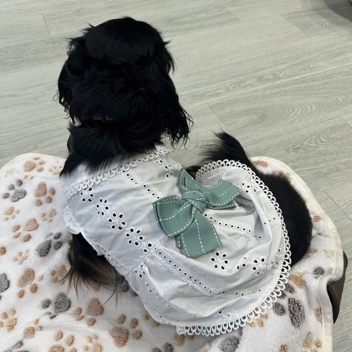 oregamaechan's tweet photo. 犬カフェrioの新大久保店に来ました。
新宿店から移来た、ゆうりさんも元気ですね。 https://t.co/CbNY6ljt6F