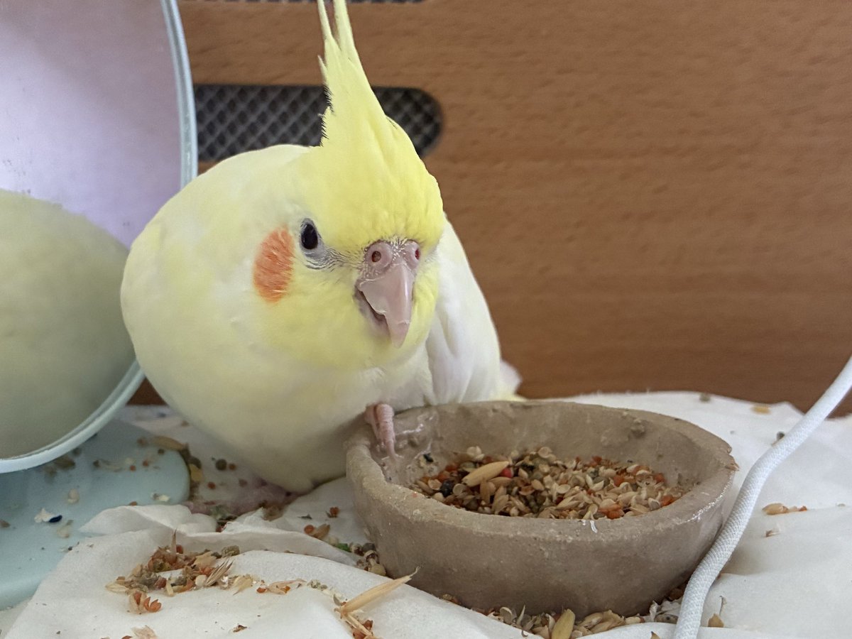 ryo_kobudo's tweet photo. お皿にあんよをかけてるの可愛い
 #オカメインコ https://t.co/GLKnPQj7md