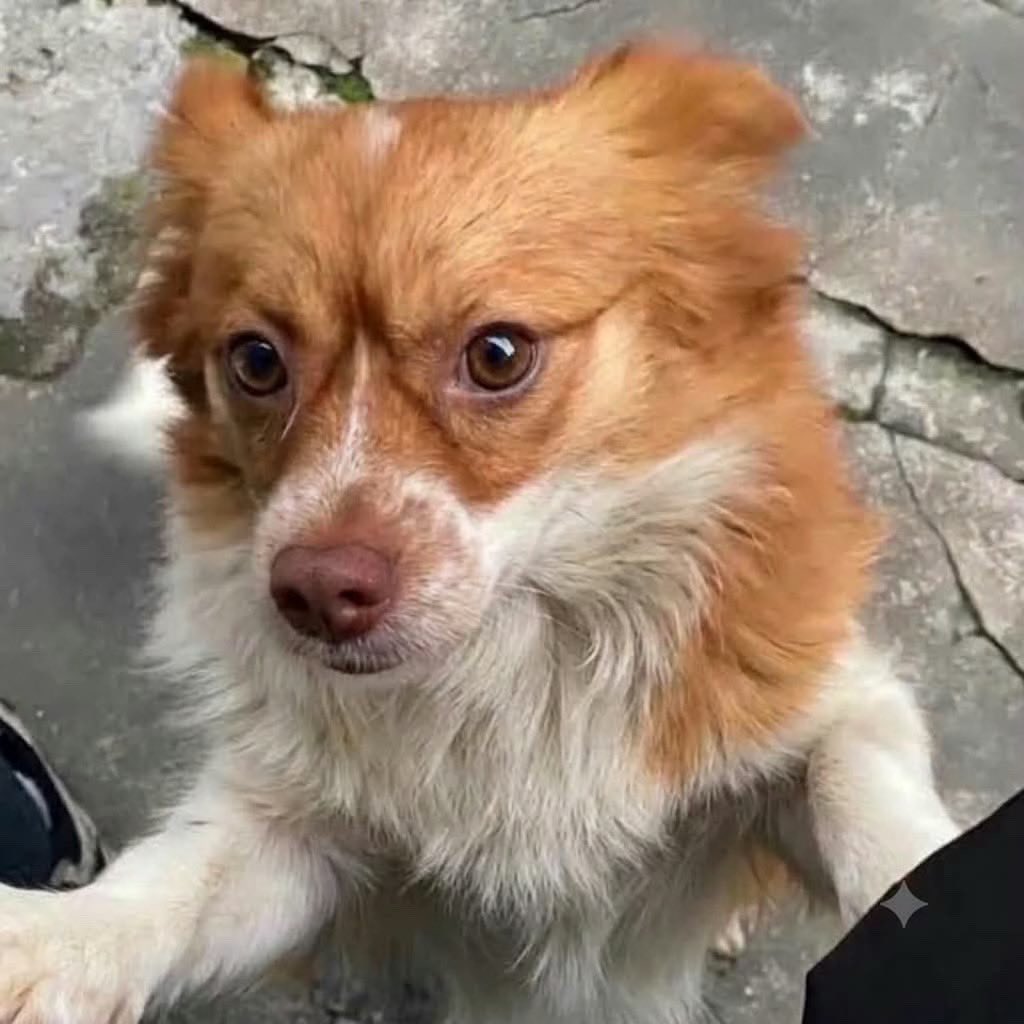 romeo1022maiki's tweet photo. それでも...？ 何故？
#JusticeForWangWang #JusticeForAnimals #StopAnimalCruelty
#AnimalAbuse 
#AnimalRights
#StopAnimalCruelty #ChinaAnimalProtectionLaw #WeAreWangWangsVoice
#旺旺親子に正義を 
#WangWangを風化させない 
#拡散ご協力お願いします 
#为旺旺发声 https://t.co/oeDBJTx66S