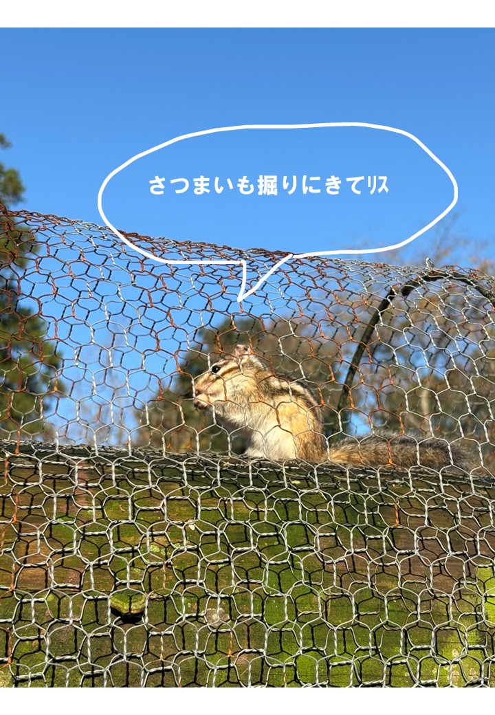 sakurakusabue__'s tweet photo. 2026/10/11 リスが話したときの語尾ってなんだろ、
さつまいも・落花生が畑にまだまだ埋まっているので掘りにいらしてください～
#佐倉草ぶえの丘 #千葉 #佐倉 #公園 #10月 #収穫体験 https://t.co/otqagoUDXI