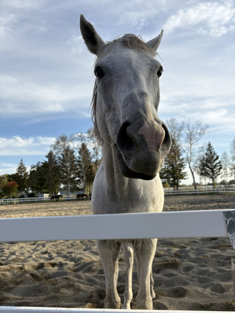 OZU_equestrian's tweet photo. 草が食べたいナンデクン❕🌱
#ハヤブサナンデクン https://t.co/7q9i7m2KBi