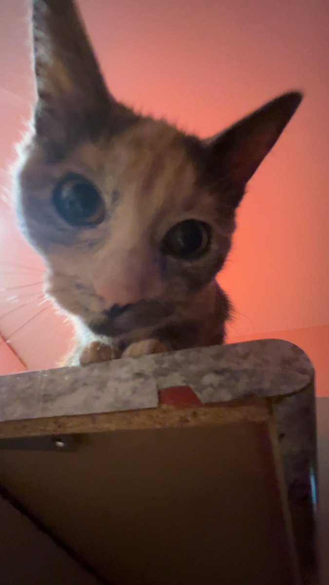 SweepMM's tweet photo. Everyone meet little lady https://t.co/2t3Rn7gKBv