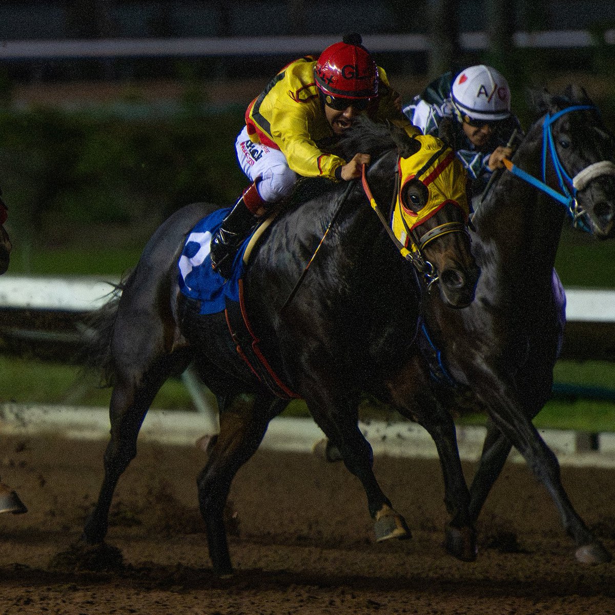 losalracing's tweet photo. Photos of Norco winning the G1 Robert Boniface Los Alamitos Invitational Championship. Ed Allred is the owner and breeder of Norco and Scott Willoughby is the winning trainer. The winning rider is Gabriel Lara. All photo by William Zuazo. @AQHARacing https://t.co/GE4wDsAaqO