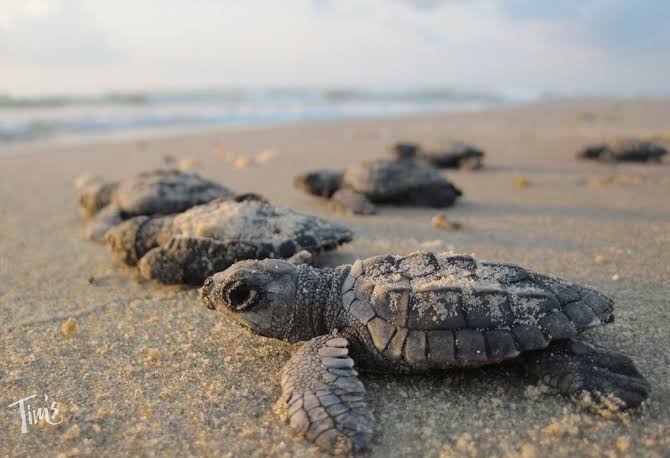 rafaborbolla's tweet photo. 🚨⚠️ ¡ALERTA AMBIENTAL EN CANCÚN! ⚠️🚨
¿Quién autorizó esto y bajo qué medidas de mitigación? Ciudadanos y turistas reportan con profunda indignación la presencia de maquinaria pesada trabajando en plena noche directamente sobre la arena de Playa Delfines, una de las áreas públicas más emblemáticas y ambientalmente más sensibles de la Zona Hotelera.
Estamos en plena temporada de anidación y desove de tortugas marinas. El uso de este tipo de equipo pesado nocturno y sin previo aviso, operando a escasos metros de los nidos y corrales de protección:
1️⃣ Pone en riesgo inminente los huevos ocultos bajo la arena que pueden ser aplastados por el peso de las llantas.
2️⃣ Ahuyenta a las hembras que salen del mar a desovar debido al ruido, las luces y las fuertes vibraciones de los motores.
3️⃣ Representa un peligro latente de contaminación por posibles derrames de combustible o aceites hidráulicos en un ecosistema frágil.
Exigimos transparencia inmediata. No nos oponemos al mantenimiento, pero NUNCA a costa de nuestra biodiversidad y sin supervisión ambiental estricta a la vista.
¿Qué destructivas maniobras se están ejecutando a oscuras?
Exigimos una respuesta y una inspección urgente en la zona:
Cc. @AnapatyAM (Ana Patricia Peralta, Presidenta Municipal)
Cc. @MaraLezama (Mara Lezama, Gobernadora)
Cc. @PPAQuintanaRoo (Procuraduría de Protección al Ambiente de Q. Roo)
#Cancun #PlayaDelfines #SSTortugasMarinas #Ecocidio #QuintanaRoo #ProteccionAmbiental