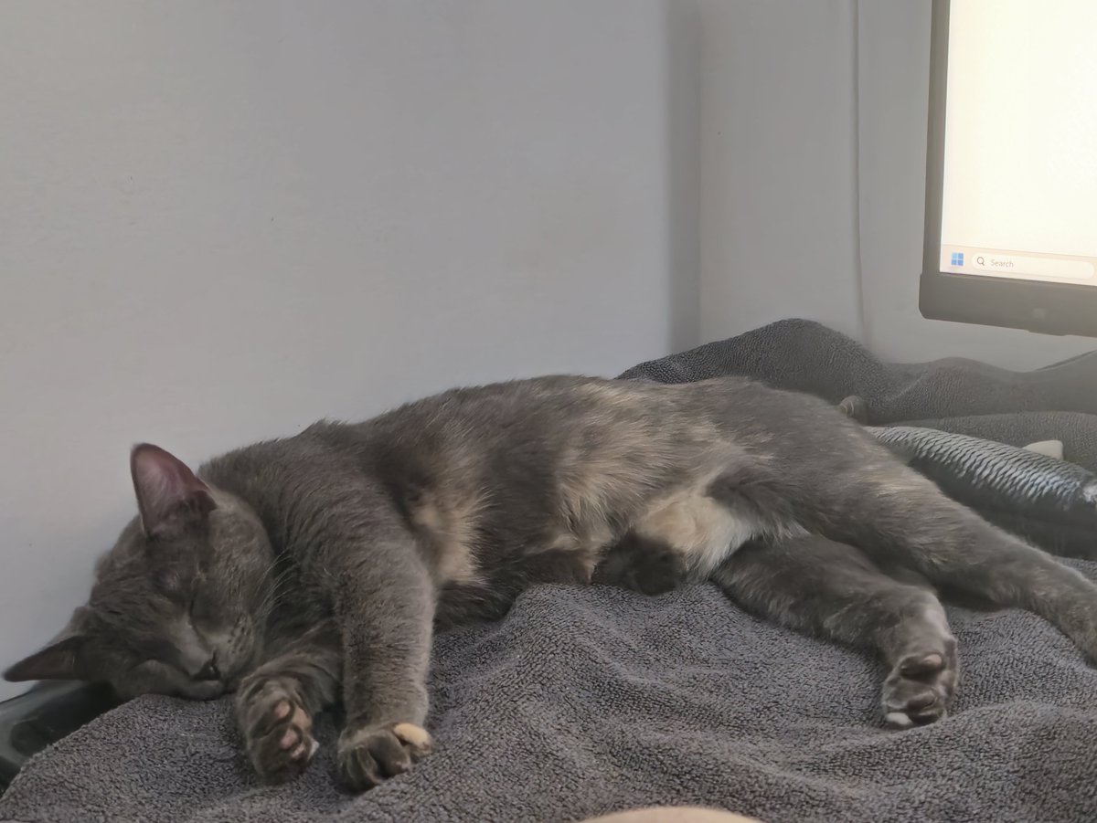 twrc295032's tweet photo. @Flowerelle_YT My family's cat is the same lol. But I take it as a compliment that I treat it well since it always wants to rest beside me haha. https://t.co/No2iESKeQM
