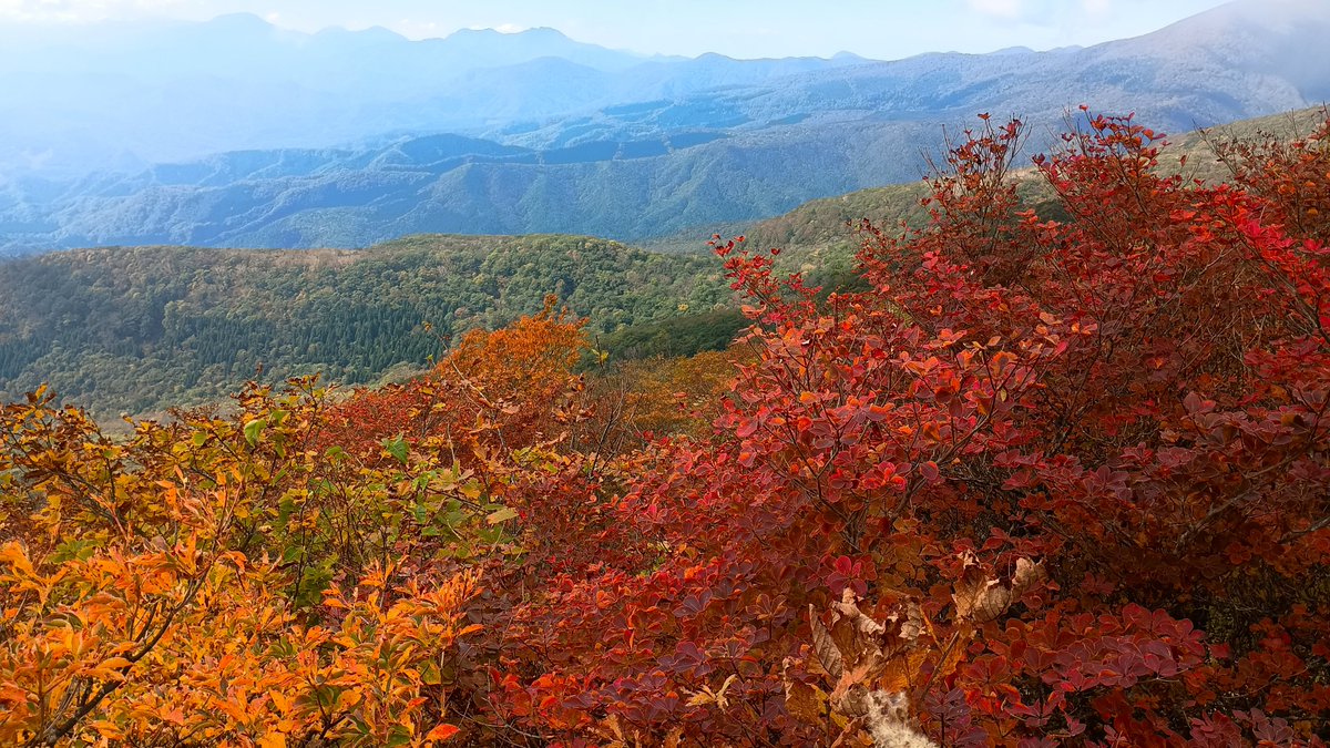 torusend's tweet photo. 今日はホームマウンテン、地元の名山泉ヶ岳でのんびり登山。有名処は今日は混んでるんだろうなぁ、と思ってあえての地元チョイスが大当たり。
午前８時半でも駐車場はガラガラ、行列無しどころか余り人とも出会わず、静かな山歩きを楽しみました。
賽の河原より上は見事な紅葉。
やっぱこの山佳き☺️ https://t.co/jvr4wJ3wOp