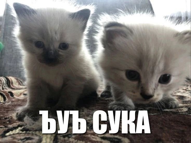 Verdoaiw's tweet photo. кто собирается переезжать за границу(другой город) или кто уже переехал, что можете посоветовать, как вы к этому пришли, расскажите свою историю https://t.co/1PKxKq4wa0