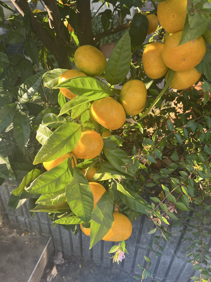 chaimikke's tweet photo. 今日は暑かった🫠オクラを収穫。今年は🍊も良い感じに実ってる。 https://t.co/d6ffOUziSe
