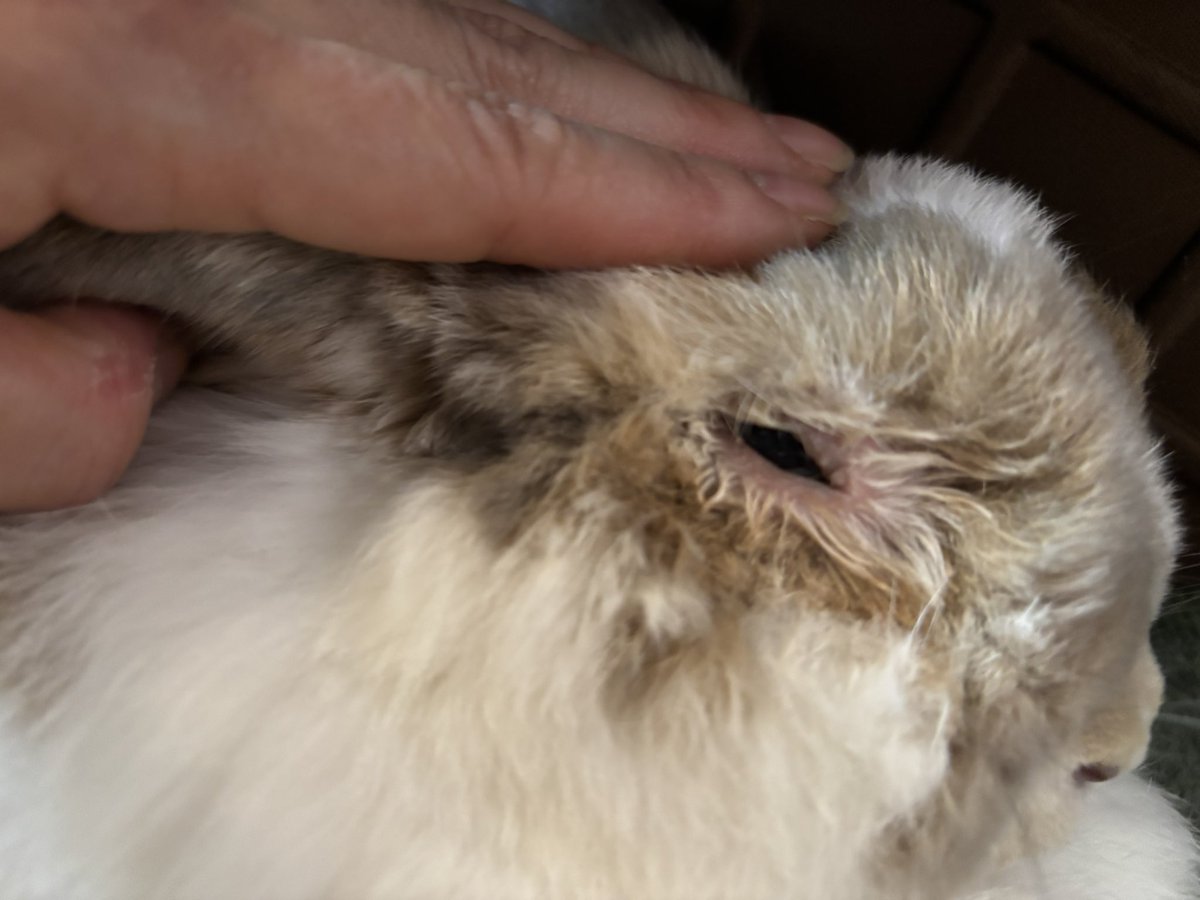 shirogane_white's tweet photo. 今度はモグ太郎が右目涙でガビガビ、くしゃみし出して受診。なんか10月入ったら踏んだり蹴ったりだな…やはり沖縄で運使い果たしたんだろーな。
注射打って目の周り毛刈りしてと2週間の服薬となりました。早く治れー！ https://t.co/QppJPBne8Y