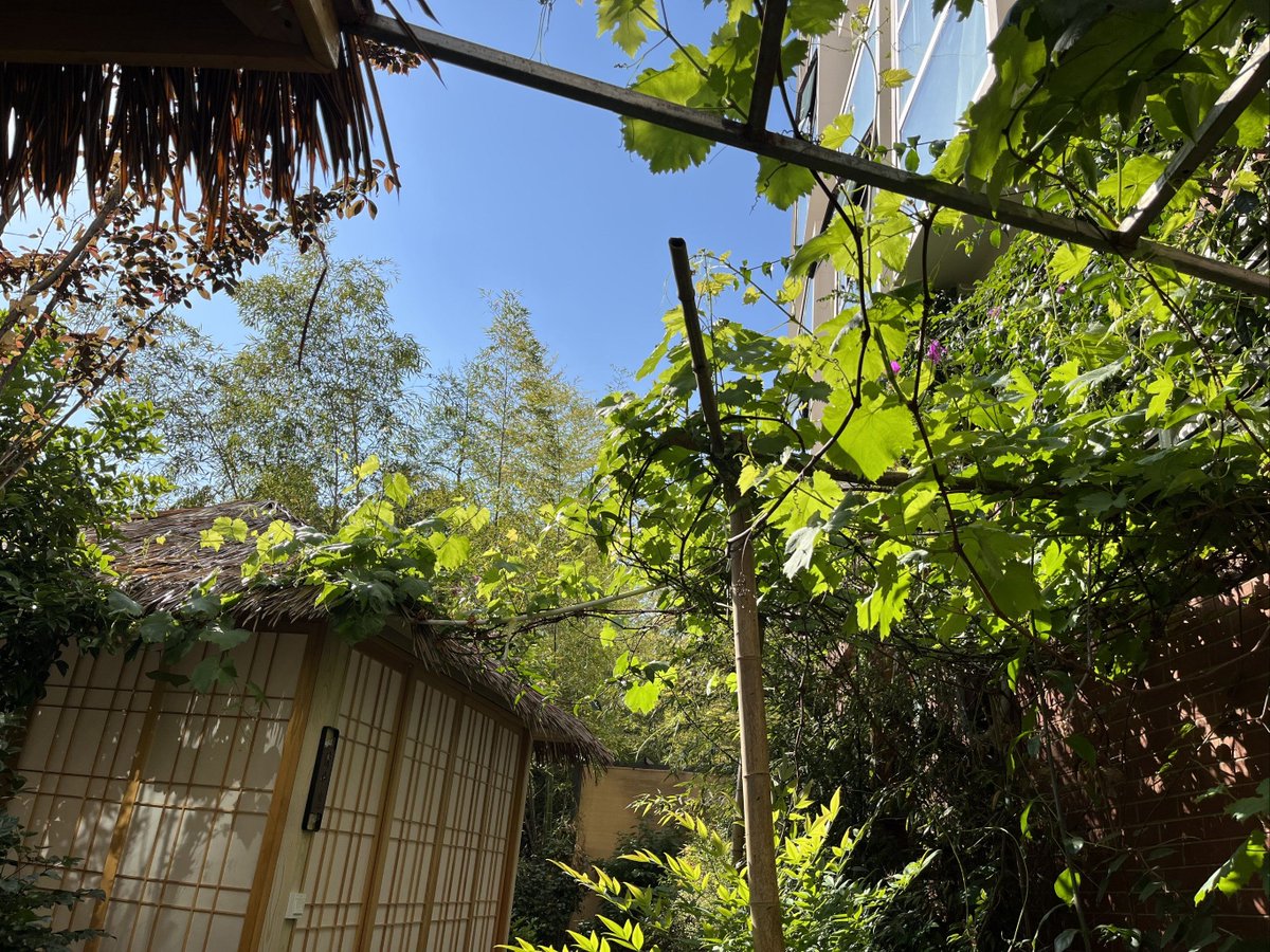 CharlotteJtcqi's tweet photo. [昼下がりの園で、猿が枝間から伸ばす手が、青空に輝く露を掴もうとしている。木の陰に隠れた赫色の屋根が、静かに見守っている。]， https://t.co/fpJC22CwGW