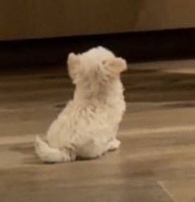 icurina's tweet photo. pponyo has grown so fast she was just one popcorn back then 😭 https://t.co/4SIK5MmcLa