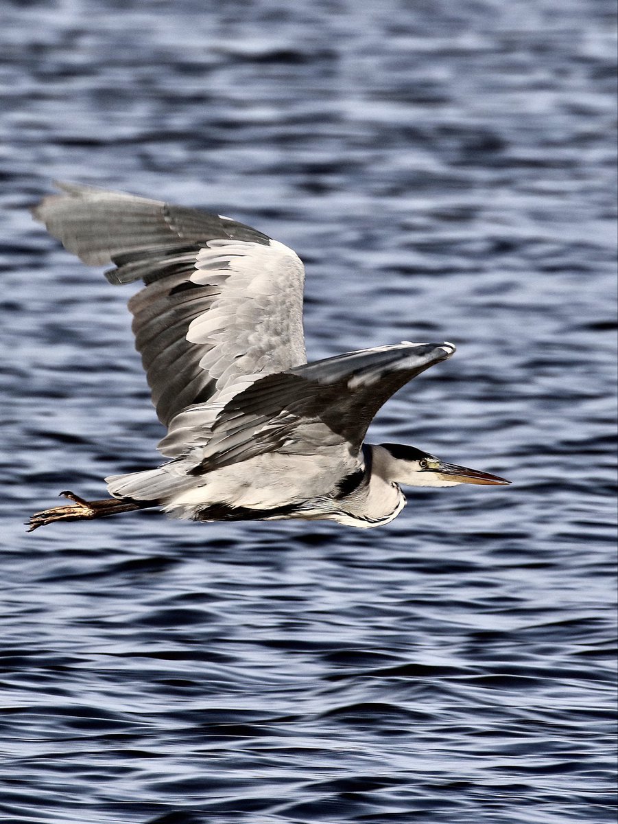 TomCadwallender's tweet photo. Grey Heron at the Aln Estuary. https://t.co/nBOKfNGAKU