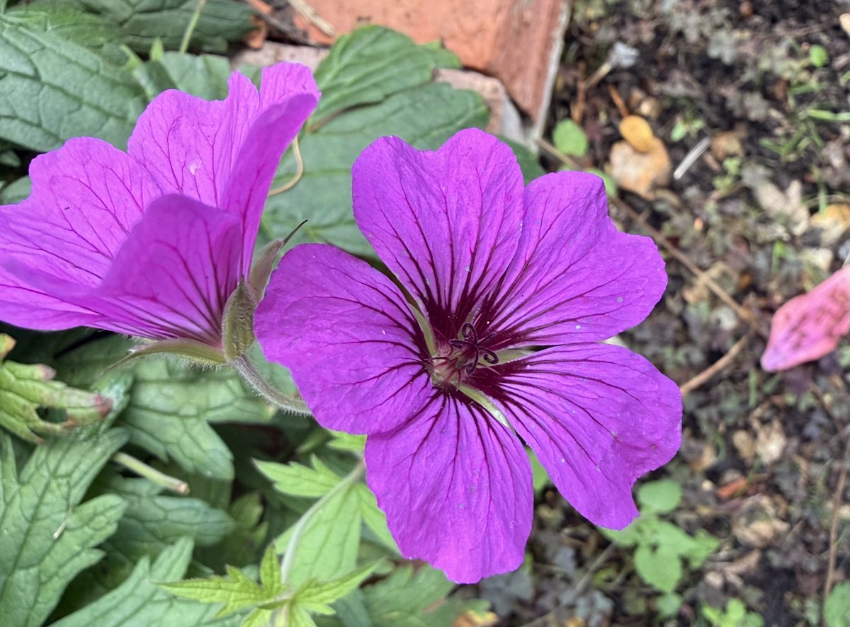 TheresaPengelly's tweet photo. Good Morning from #mygarden. Photo taken yesterday, starting to feel quite chilly outside ! https://t.co/WXkL4RjTbB