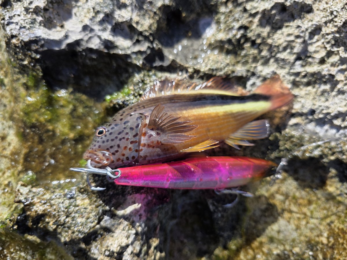 GymNoFace's tweet photo. ホシゴンベ
等倍のルアーを食うアホ https://t.co/5nhBCi97ov