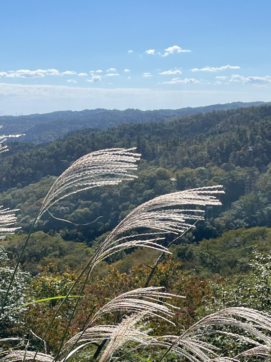 shidakao's tweet photo. 毎日快晴が続いてます
朝晩はちょっと寒いけど
昼間はちょっと暑い
でもめりはりがあって秋らしいです
そんな秋の景色
この前の山歩きでのススキです
銀の穂が輝いてました
でも写真撮ると輝いてない❗️
なんで？
って思いながらちょっと上向きに
まぁこんなもんですね https://t.co/0eqgfVAWQW