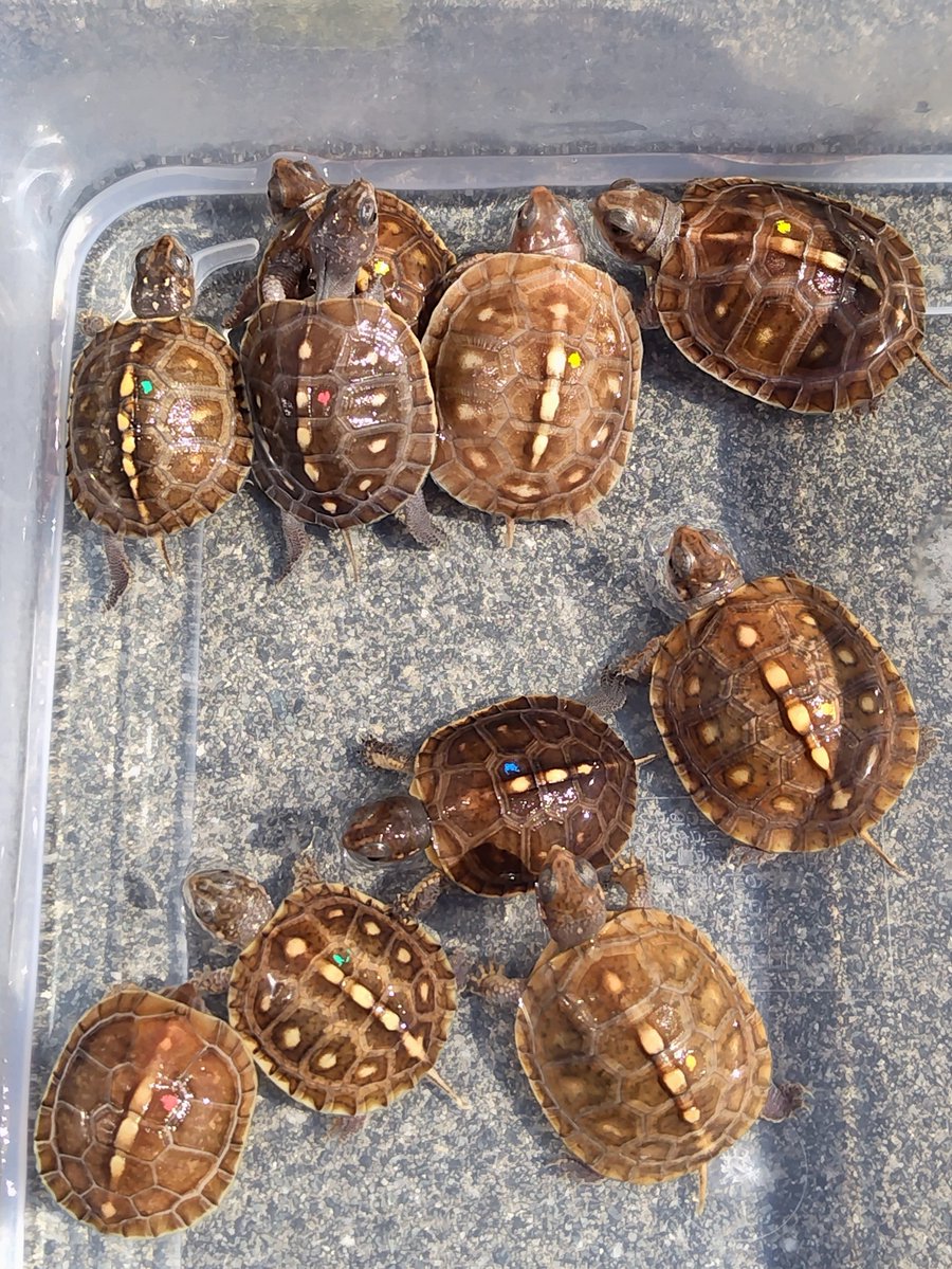 34_wgnc's tweet photo. 明日のぶりくらに連れて行く個体達を選びました。

2階　180番　LEAFをよろしくお願いいたします。

#トウブハコガメ
#LEAF
#burikura https://t.co/gwF26AO20V