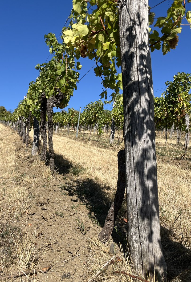 garagepeppers's tweet photo. Vineyard. Autumn.
#photography https://t.co/o8pLi2QFZW