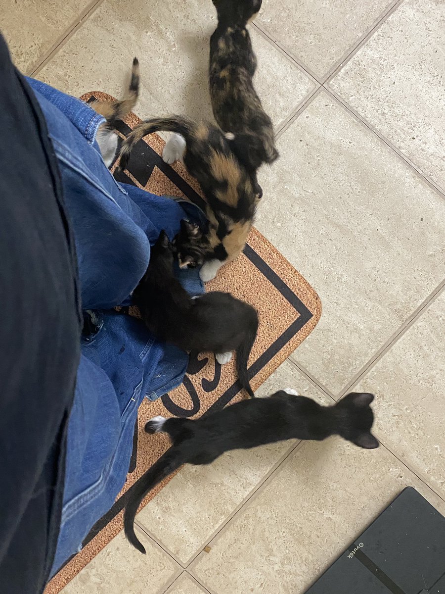 raisbread's tweet photo. meowmeow https://t.co/uG9clZ7AUB