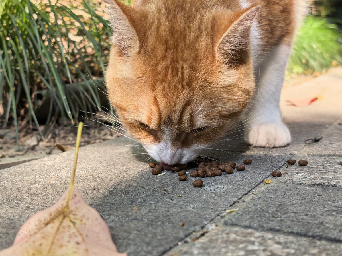 CaspianWangY's tweet photo. The kitties are also getting chonky this fall! https://t.co/OweHMDzFSG