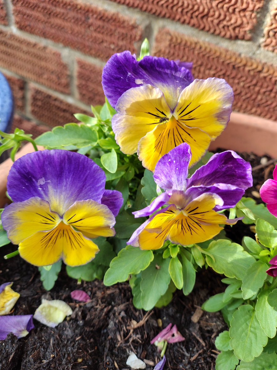 Julie27Rose's tweet photo. Good morning Twitter X friends from South Wales, wishing you all a lovely Sunday.
You know the drill, it's a litter pick morning, I'll be back later.
Our pretty pansies, taken yesterday.
#GOODMORNİNG #Sunday #flowers #bekindalways 🏴 https://t.co/9teR3ZFqYv