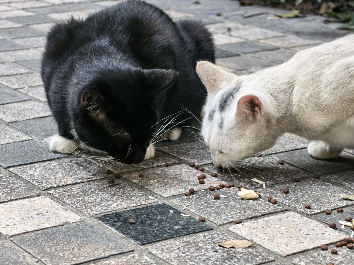 CaspianWangY's tweet photo. The kitties are also getting chonky this fall! https://t.co/OweHMDzFSG