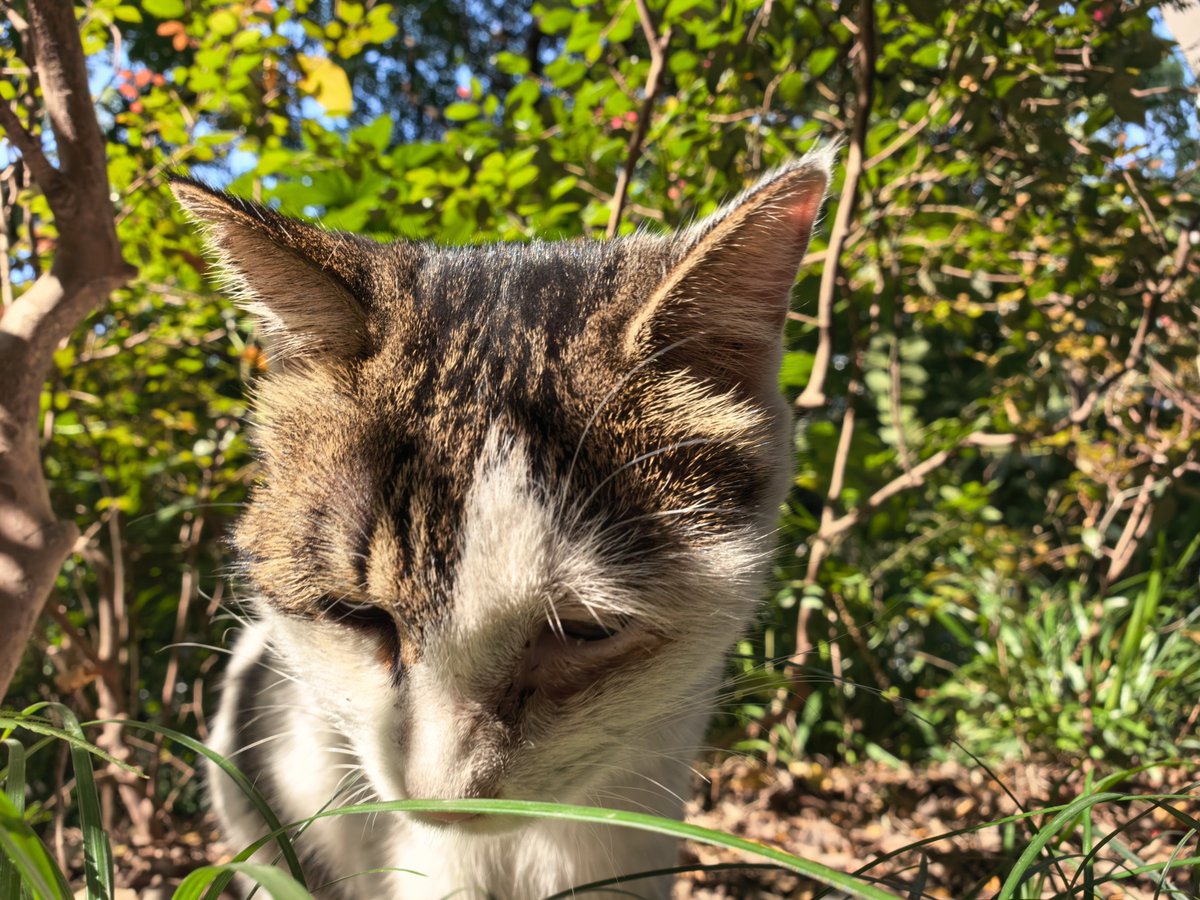 CaspianWangY's tweet photo. The kitties are also getting chonky this fall! https://t.co/OweHMDzFSG