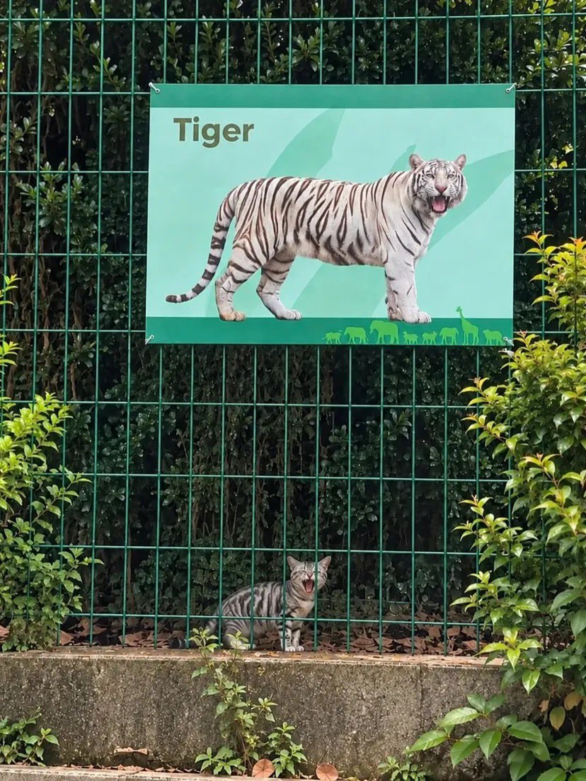 liclerc's tweet photo. AAAAAA KABURRR ADA TIGER 🙀🙀🙀🤏 https://t.co/x6yAS4ilSk