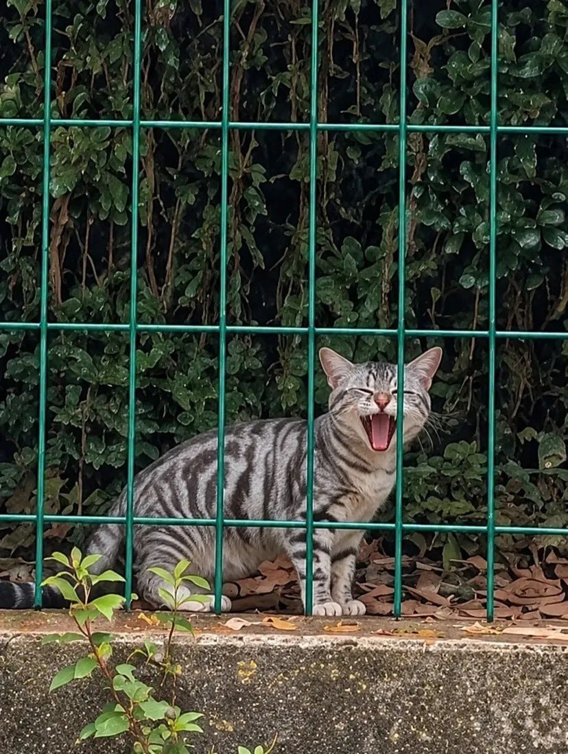 liclerc's tweet photo. AAAAAA KABURRR ADA TIGER 🙀🙀🙀🤏 https://t.co/x6yAS4ilSk