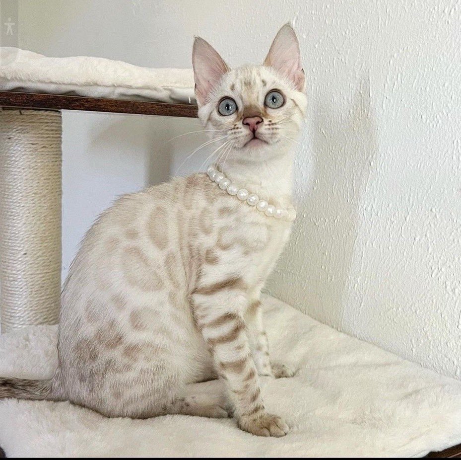 fairyprxncess's tweet photo. snow bengal cat ❄️ https://t.co/LjsZ98IjqV