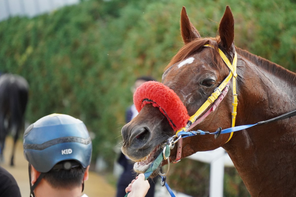 ghanasis's tweet photo. 글로벌히트🥈: 아오!! 점마머꼬!! 🐴💢
강풍마🥇: 히힝🐴 https://t.co/cHobeYi7yK