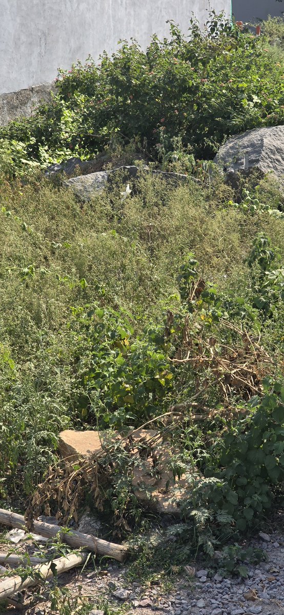 JVK84's tweet photo. @GHMCOnline @MayorGHMC Overgrown vacant plot with garbage in Kuntloor, Hyderabad is a mosquito breeding ground, risking dengue &amp; malaria for nearby families. Kindly clean it and conduct spary the earliest. Photos attached. #Kuntloor #Hyderabad #Dengue https://t.co/rDGDLWDoY3