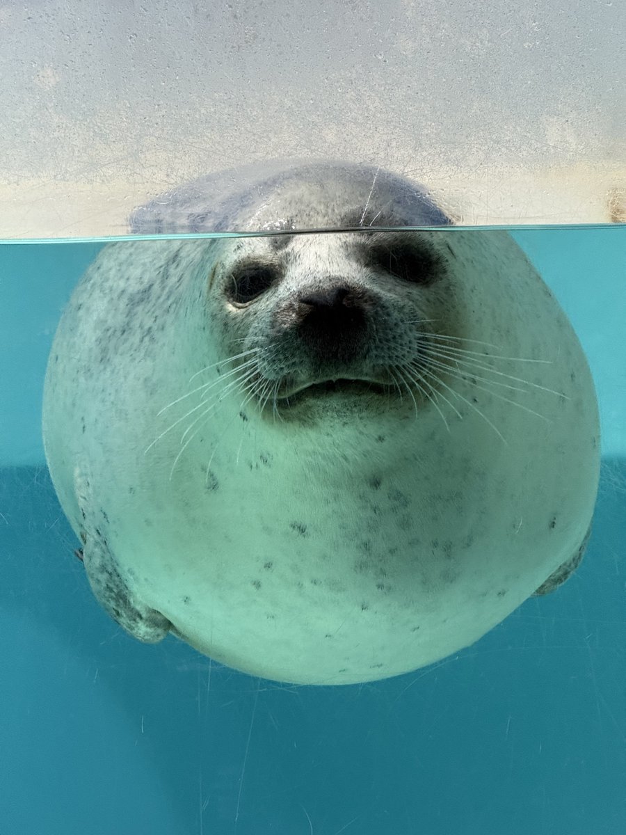 Spotted_Seal_'s tweet photo. アザラシは球体⚪️🦭 https://t.co/ReD1wfslpo