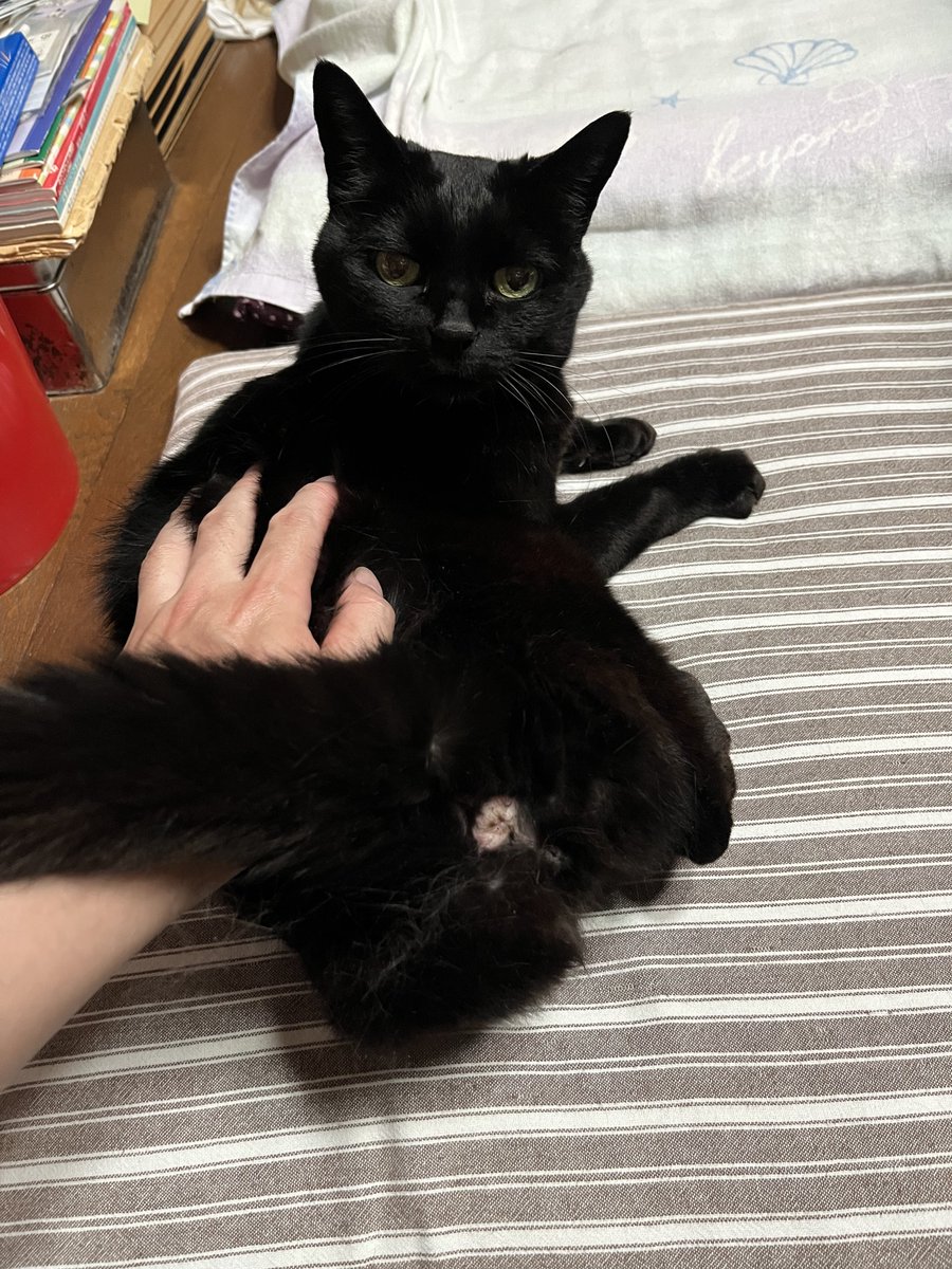 loritamashi's tweet photo. うちで飼ってた猫が先週死んだ
家にこいつが居ないことに毎日ショックを受けている https://t.co/1ALfWzF901
