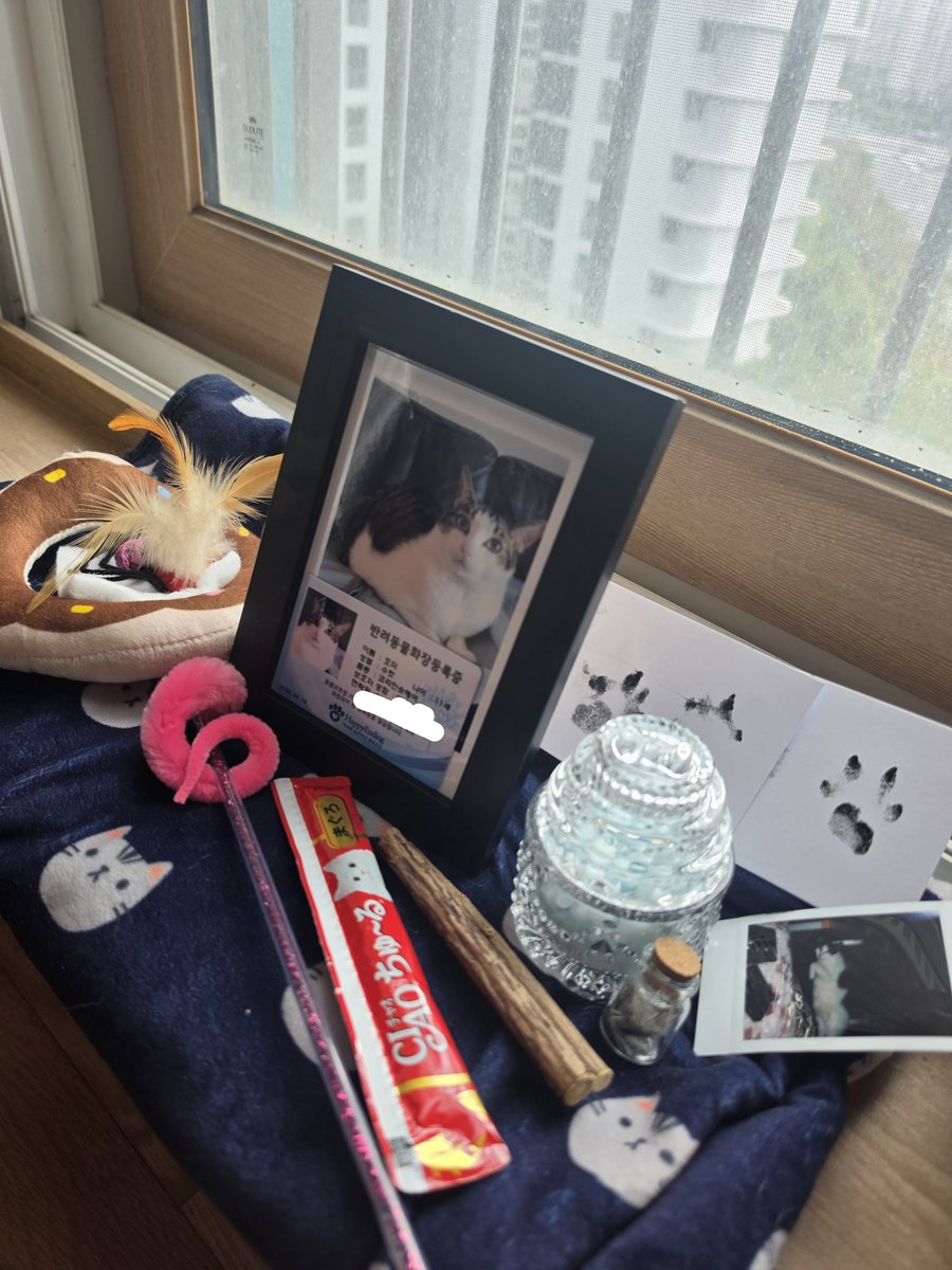 Hoin_musical_'s tweet photo. 어제 호미가 고양이 별로 갔어요
예쁘고 사랑스러운 우리 호미 거기선 아프지 말고 행복하게 살다가 누나가 가면 마중나와줘 https://t.co/pn4WUNtFQD