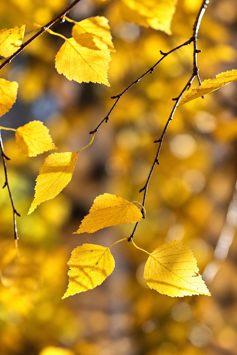alphaorbits's tweet photo. Good Afternoon 
                  🍂
Golden october. Russia. https://t.co/NIaitQGXgb