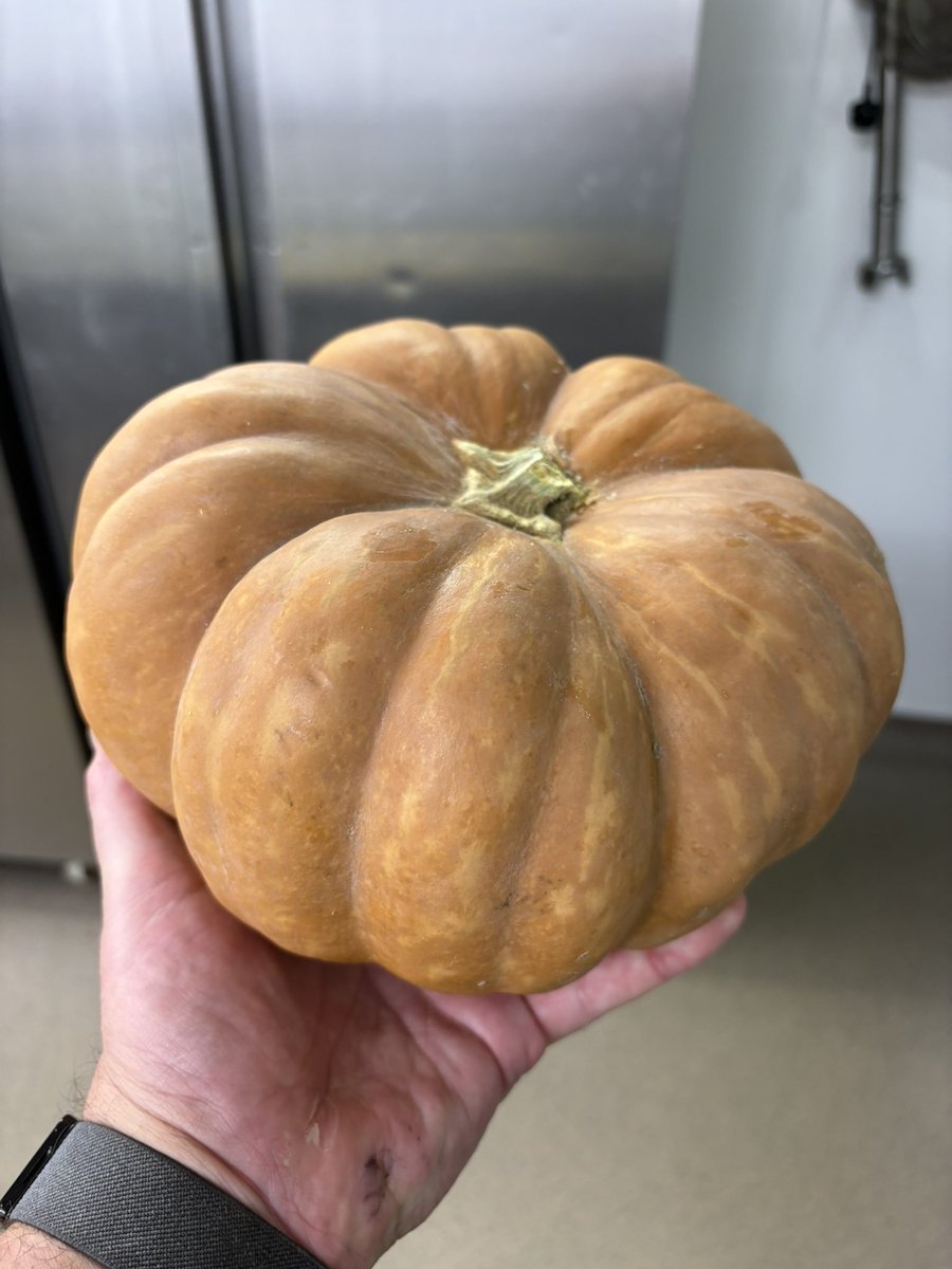 ChefsPass's tweet photo. Lovely pumpkins in the kitchen this week https://t.co/uJ6ba8jQID