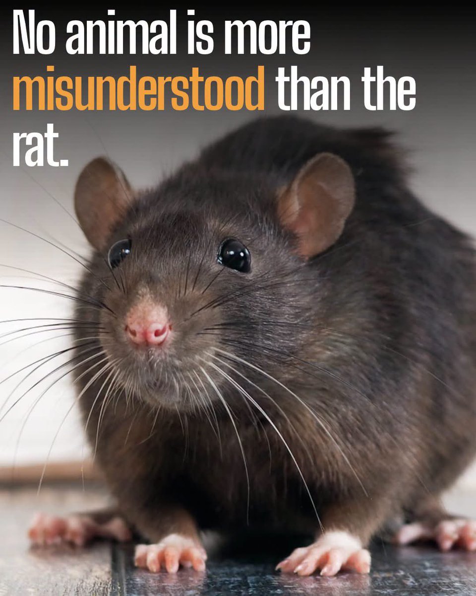 RatInControl's tweet photo. They're not vermin, and they're not pests either. Rats are empathetic, highly intelligent animals who possess social dynamics surprisingly similar to our own. 

Rats are capable of complex problem-solving, they can use tools, and they will actively choose to rescue a trapped companion even if it means sacrificing food for themselves. They communicate through ultrasonic giggles when happy, experience deep bonds with their family units, and even possess metacognition: the rare ability to think about their own thoughts and decisions.