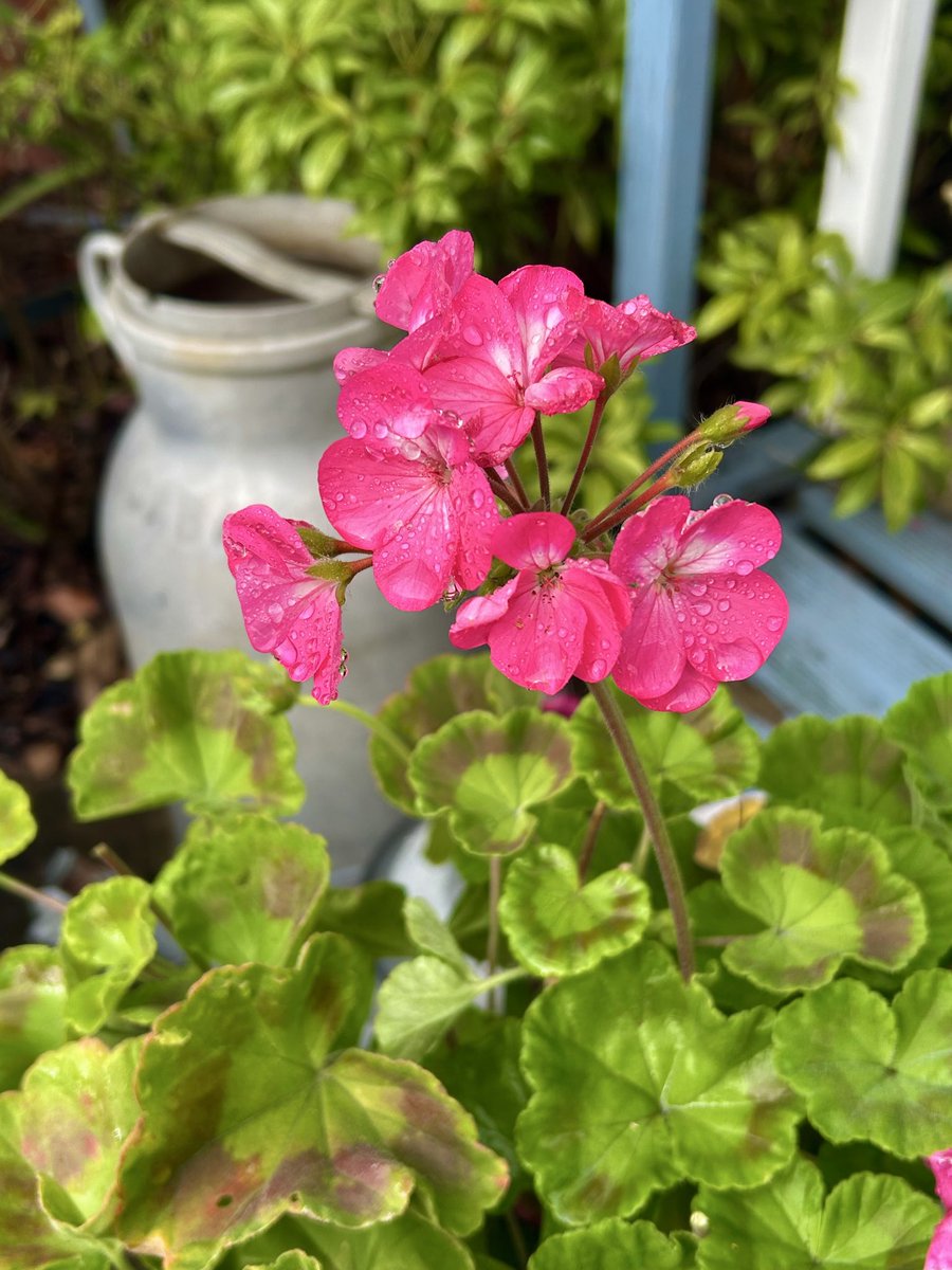 vanessa_c_clark's tweet photo. Good Sunday morning, this geranium is still flowering in my garden. Happy Thanksgiving to our friends over the pond. https://t.co/6Z8VFrEHAn