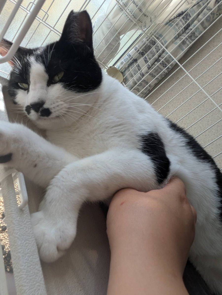 lifekushiro's tweet photo. 猫を探しています
10/11 
釧路市愛国西2丁目付近で
猫が脱走してしまいました

ちょび
女の子
2歳くらい
白黒　鼻の下に黒いブチあります
左耳にカットあり
しっぽ短め

怖がりのため見かけたら追いかけずに
すぐにご連絡ください

拡散お願いいたします

#拡散希望
#釧路
#愛国西
#lifekushiro https://t.co/M7rzbt1xwt