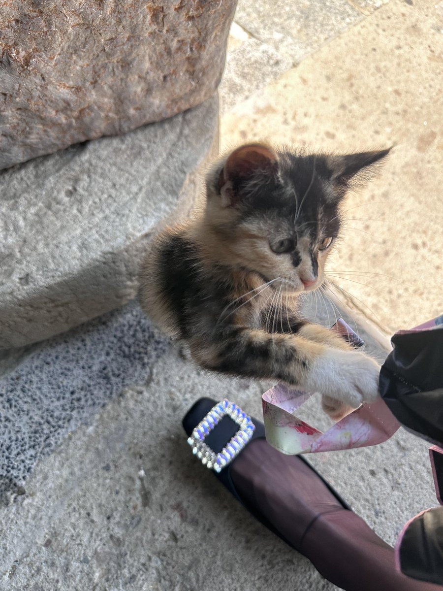 Huiui333's tweet photo. 这个小猫已经被我喂熟了，我一过去就扒着我的袋子要吃的，太可爱了哈哈哈🐱#青岛 https://t.co/2PmwtAfa9H
