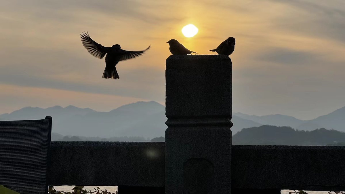 Ninatifk's tweet photo. 人と鳥が寄り添い、心温まる午後のひととき https://t.co/54GlZzVvKN