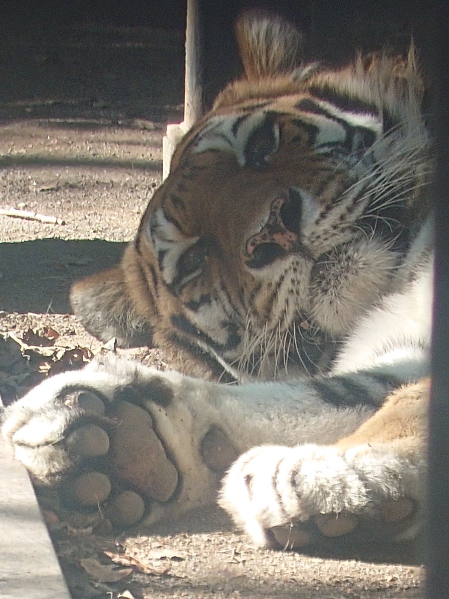tackame's tweet photo. マオ♬
#おびひろ動物園 #マオ ＃アムールトラ https://t.co/7cRGQLjsJj