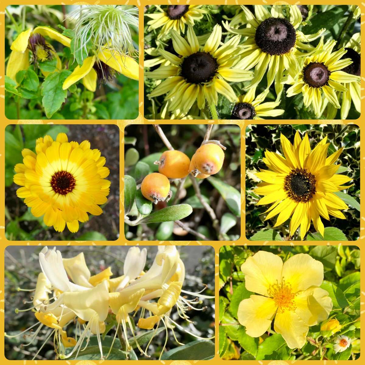 bumblebuddeez's tweet photo. Happy #SundayYellow from our garden this morning 💛🌼🌻🌼💛 https://t.co/jxAtjVZTrT