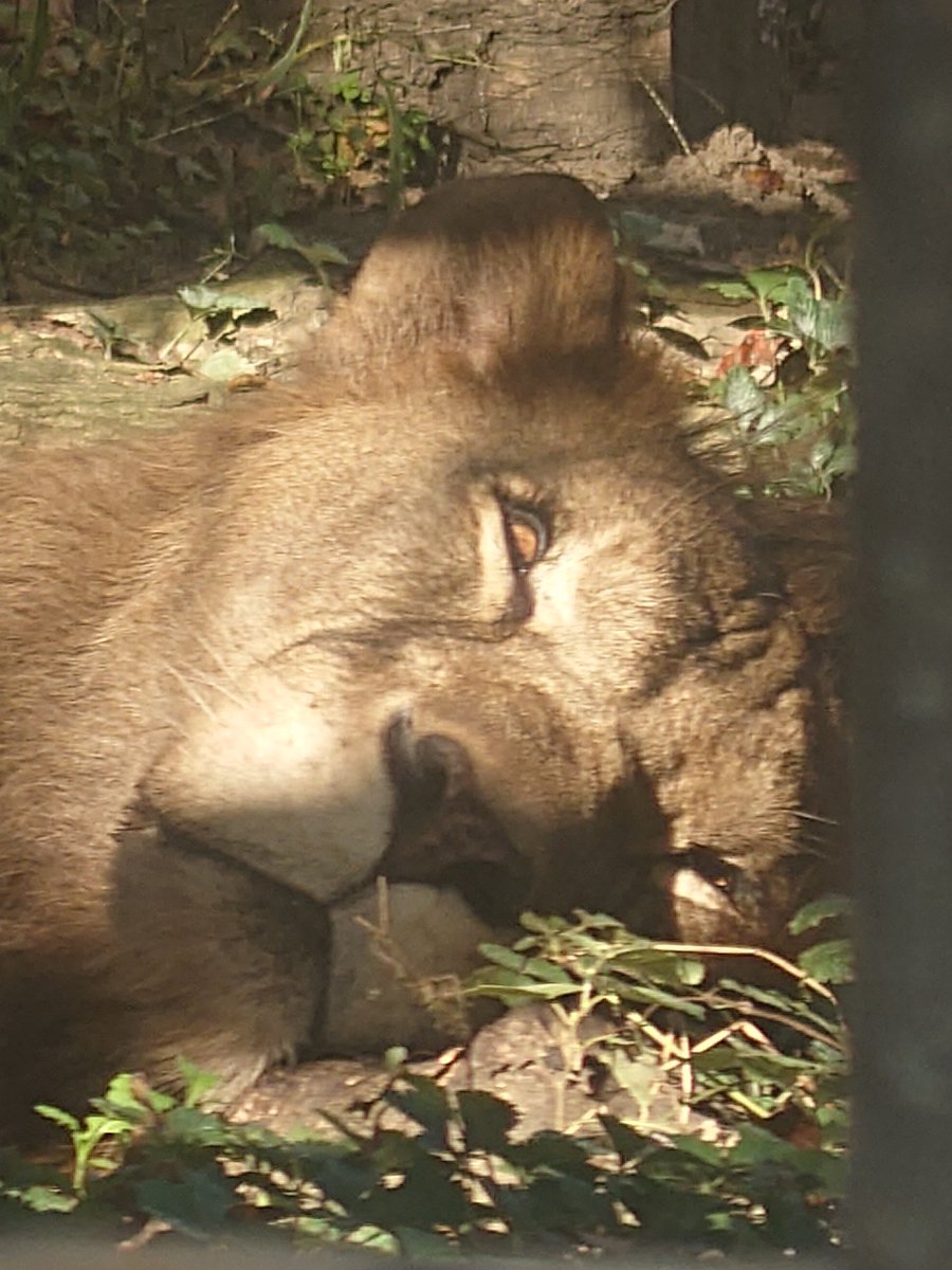 tackame's tweet photo. ヤマト♬
#おびひろ動物園 #ヤマト  #ライオン https://t.co/tMPnxUT1Me