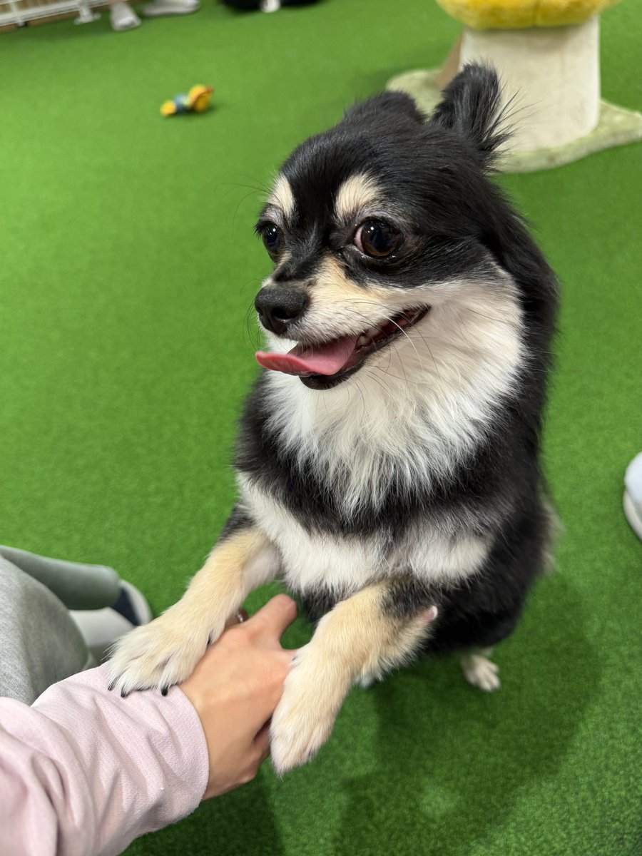 pomucocomimi's tweet photo. 少しだけドッグラン行ったけど、相変わらずビビりですぐ戻ってきて高みの見物してた👀
もっと走り回って欲しいんだけどなぁ💭 https://t.co/3rKrNzkWGB